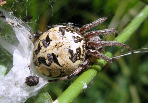 Larinioides cornutus