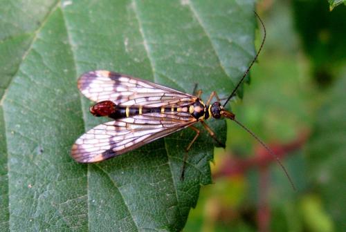 Panorpa communis