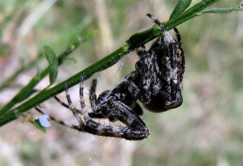 Araneus angulatus