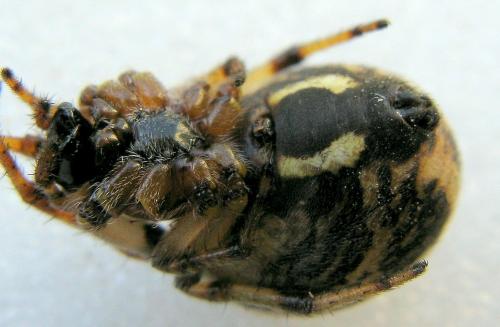 Larinioides cornutus