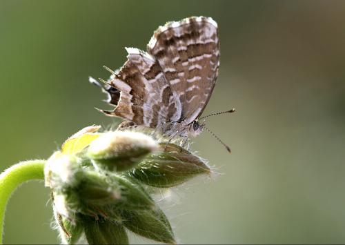 Réf. 53 154 : Cacyreus marshalli