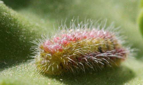 Cacyreus marshalli