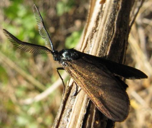 Theresimima ampellophaga