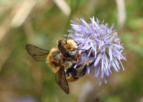 Réf. 53 858 : Megachile maritima