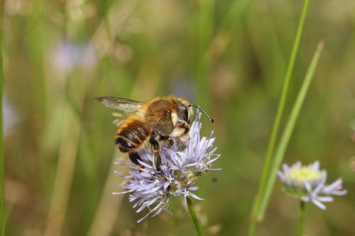 Réf. 53 813 : Megachile maritima