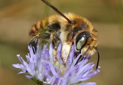 Réf. 53 846 : Megachile maritima