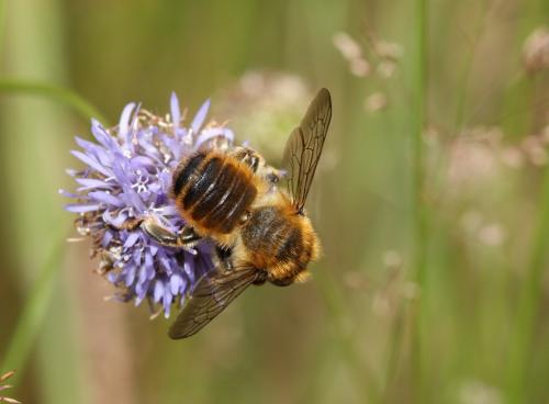 Réf. 53 856 : Megachile maritima