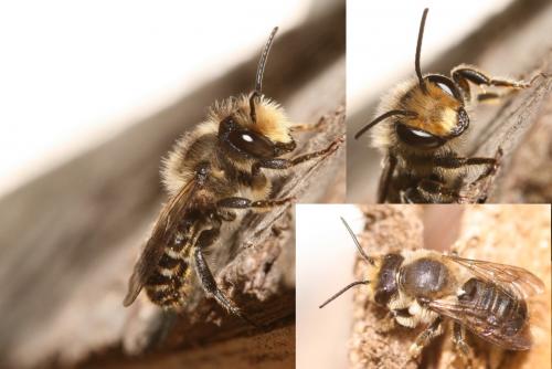 Réf. 53 515 : Megachile sp.