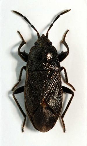 Megalonotus dilatatus