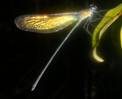 Réf. 53 323 : Phaon sp.