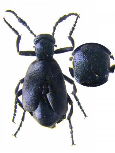 Meloe violaceus