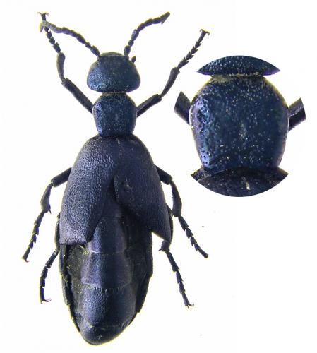 Meloe violaceus