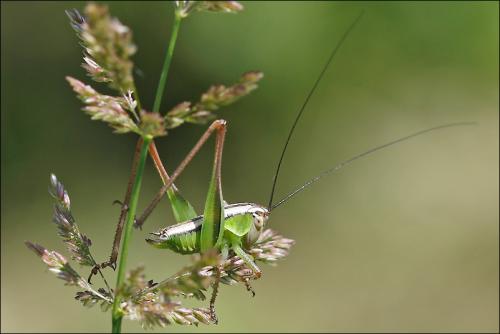 Réf. 53 866 : Metrioptera sp.