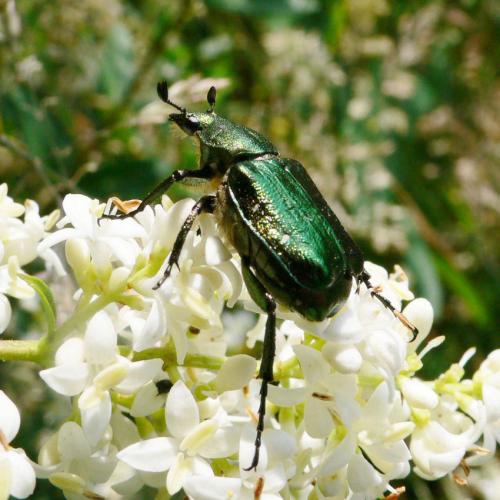 Gnorimus nobilis