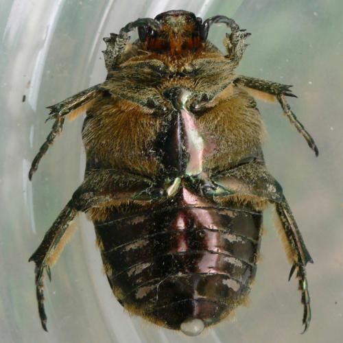 Réf. 53 882 : Liocola marmorata