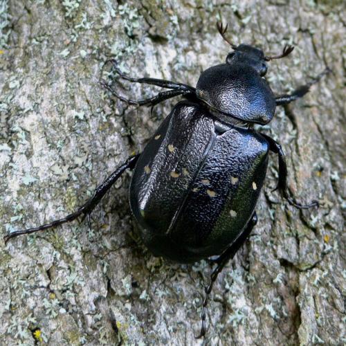 Réf. 53 879 : Gnorimus variabilis