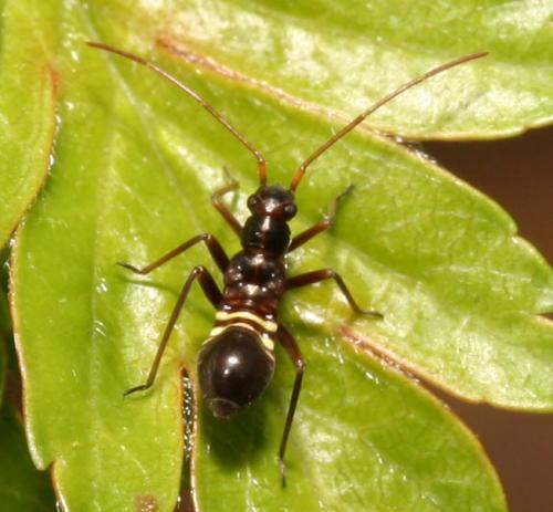 Miris striatus