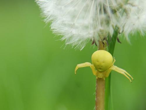 Misumena vatia