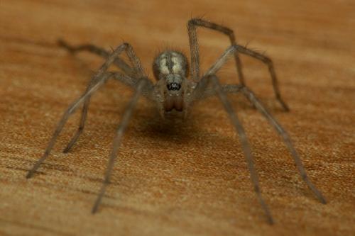 Tegenaria sp.