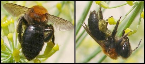 Réf. 53 381 : Andrena thoracica