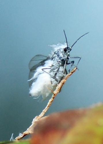 Eriosomatinae