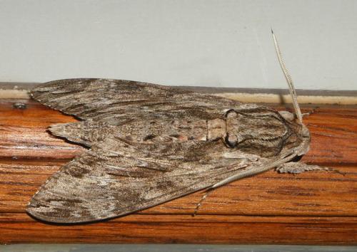 Réf. 53 007 : Agrius convolvuli