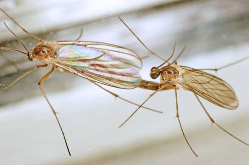 Coelosia sp.