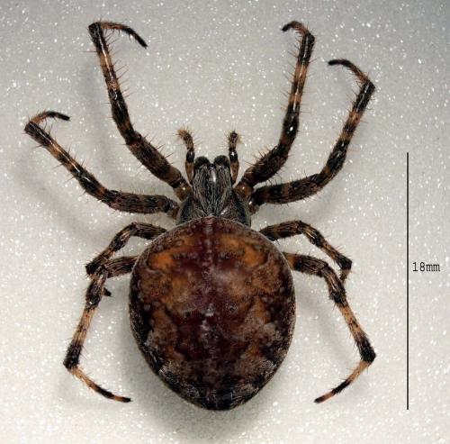 Araneus diadematus