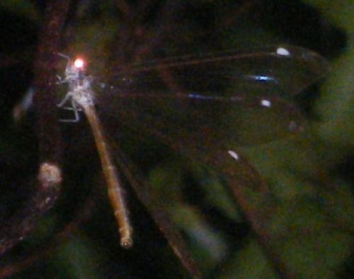 Myrmeleon sp.
