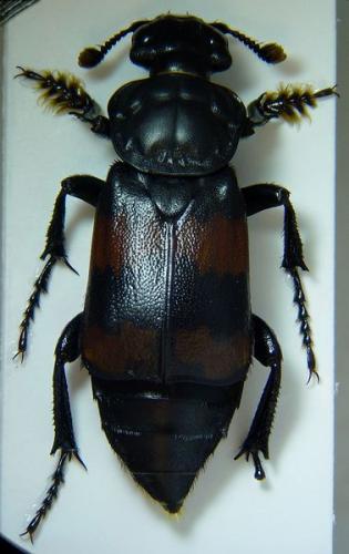 Nicrophorus investigator