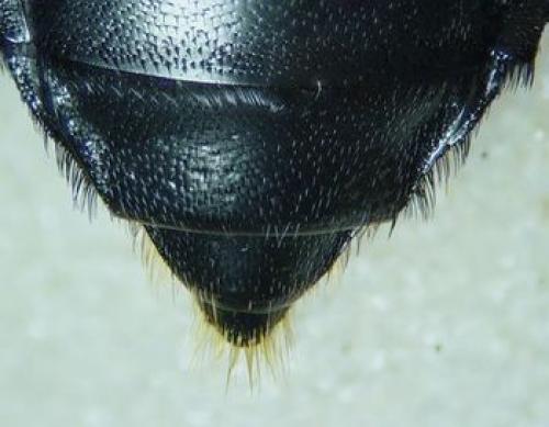 Nicrophorus investigator