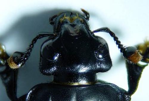 Nicrophorus investigator