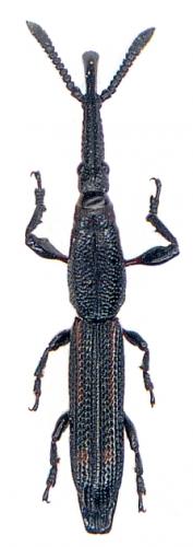 Uropteroides douei