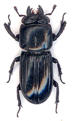 Figulus laevipennis