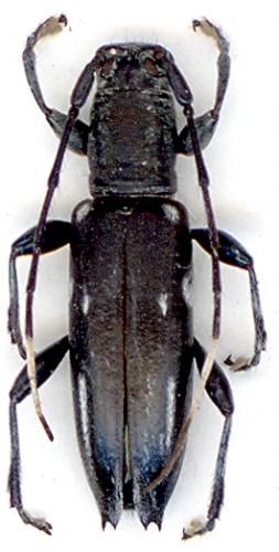 Réf. 53 611 : Lepturonota tristis