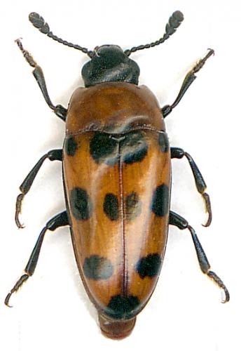 Réf. 53 525 : Episcaphula austrocaledonica