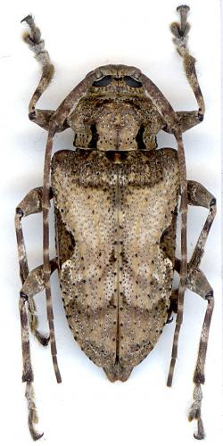 Lagocheirus obsoletus