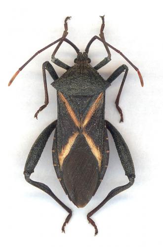 Mictis profana