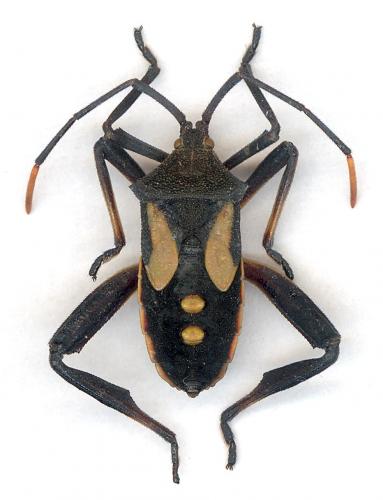 Mictis profana
