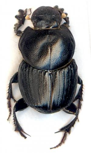 Onthophagus consentaneus