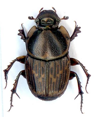 Liatongus militaris