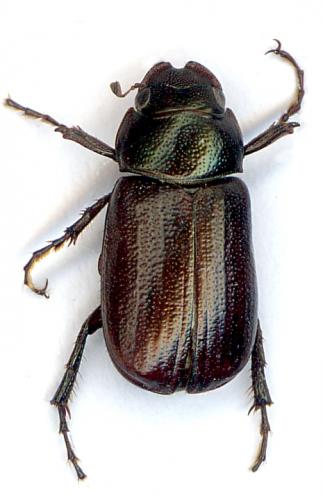 Gnaphalopoda sp.