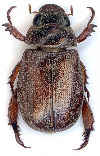 Réf. 53 553 : Adoretus versutus