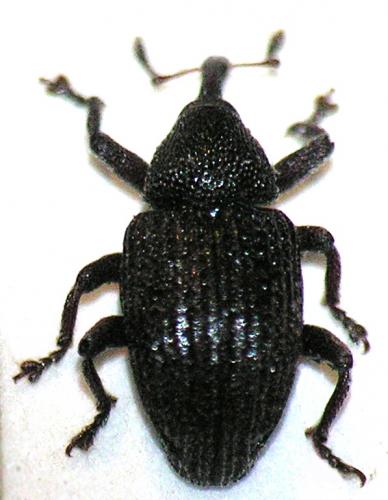 Réf. 53 380 : Melanterius sp.