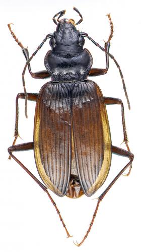 Réf. 53 971 : Nebria gyllenhalli