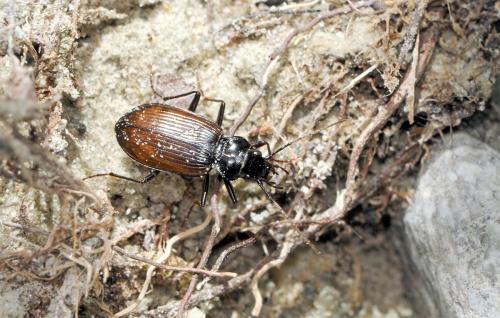 Réf. 53 972 : Nebria gyllenhalli