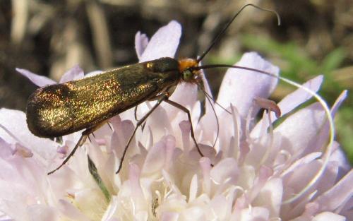 Nemophora metallica