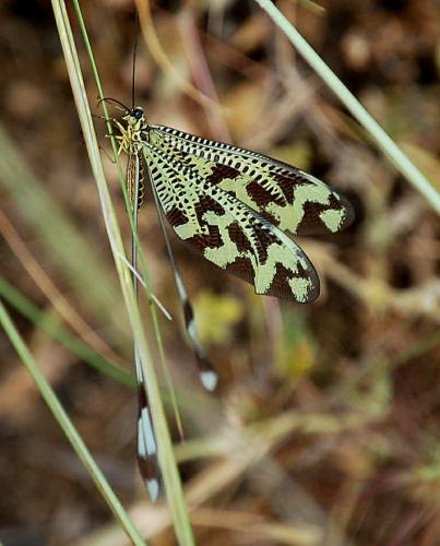 Nemoptera bipennis