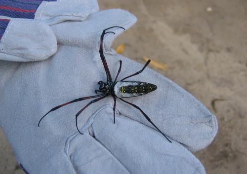 Réf. 53 074 : Nephila sp.
