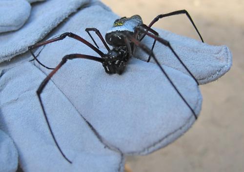 Réf. 53 075 : Nephila sp.